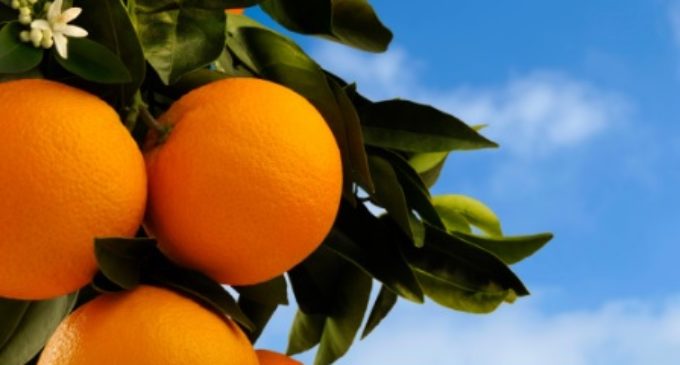 naranjas de valencia